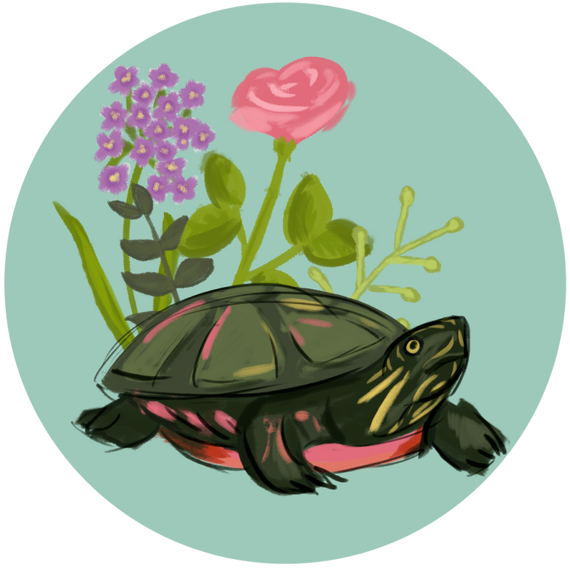 Our Delta Zeta sorority sticker features the Dee Zee mascot, the turtle   